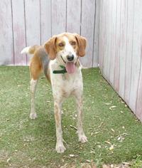 Treeing Walker Coonhound Dogs for adoption in Inverness, FL, USA