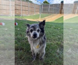Chihuahua-Unknown Mix Dogs for adoption in Plano, TX, USA