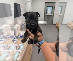 German Shepherd Dog-Unknown Mix Dogs for adoption in Corpus Christi, TX, USA
