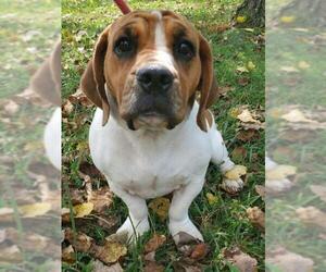 Bully Basset Dogs for adoption in Batavia, OH, USA