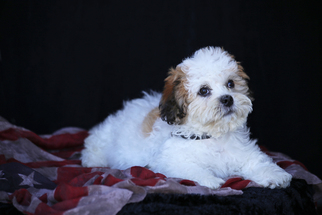 Shih-Poo Dogs for adoption in San Pedro, CA, USA