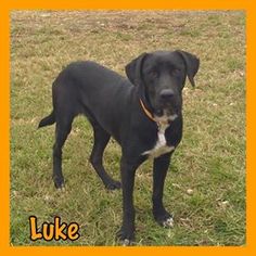 Labrador Retriever-Unknown Mix Dogs for adoption in Jasper, IN, USA