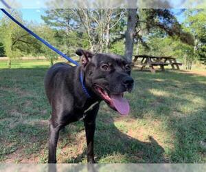 Akita Dogs for adoption in Sheboygan, WI, USA