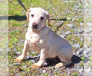 Labrador Retriever-Unknown Mix Dogs for adoption in Wetumpka, AL, USA