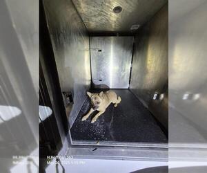 Chihuahua Dogs for adoption in San Antonio, TX, USA