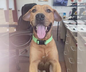 Bulldog-Unknown Mix Dogs for adoption in Chandler, AZ, USA