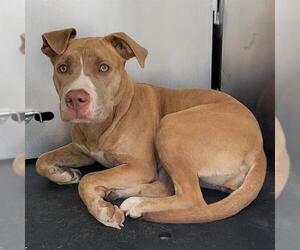 American Staffordshire Terrier-Unknown Mix Dogs for adoption in San Antonio, TX, USA