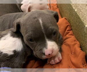 Mutt Dogs for adoption in Moreno Valley, CA, USA