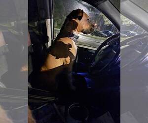 Boxer Dogs for adoption in Brooksville, FL, USA