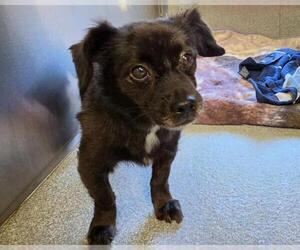 Chiweenie Dogs for adoption in Orange, CA, USA