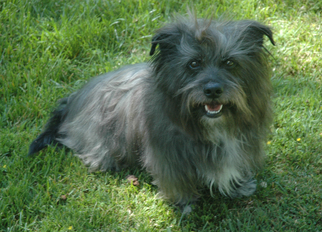 Skye Terrier Dogs for adoption in Santa Clarita, CA, USA