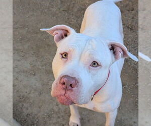 Mutt Dogs for adoption in Las Vegas, NV, USA