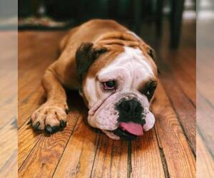 Bulldog Dogs for adoption in Pendleton, NY, USA