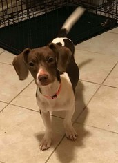 Medium Photo #1 Beagle-Unknown Mix Puppy For Sale in Livonia, MI, USA