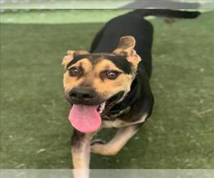 German Shepherd Dog-Unknown Mix Dogs for adoption in Texas City, TX, USA