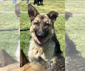Medium Photo #1 German Shepherd Dog Puppy For Sale in Chico, CA, USA