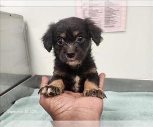 Poodle (Miniature)-Unknown Mix Dogs for adoption in Santa Cruz, CA, USA