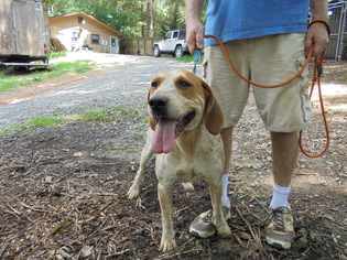 English Coonhound Dogs for adoption in Blairsville, GA, USA