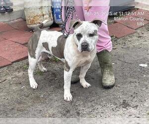 Bulldog-Unknown Mix Dogs for adoption in Ocala, FL, USA