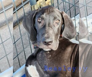 Great Dane Dogs for adoption in Palm Beach, FL, USA