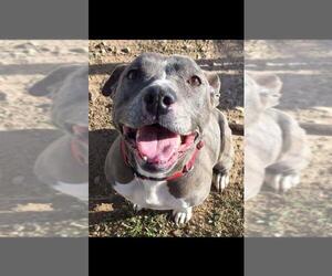 American Pit Bull Terrier Dogs for adoption in Chico, CA, USA