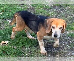 Beagle Dogs for adoption in Staley, NC, USA
