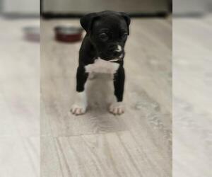 Staffordshire Bull Terrier-Unknown Mix Dogs for adoption in Brighton, CO, USA