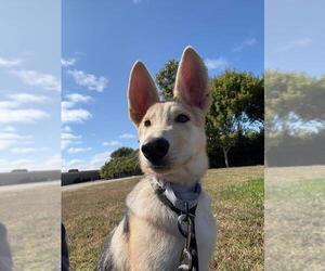 German Shepherd Dog Dogs for adoption in Santa Barbara, CA, USA