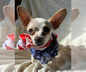 Chihuahua Dogs for adoption in Los Banos, CA, USA