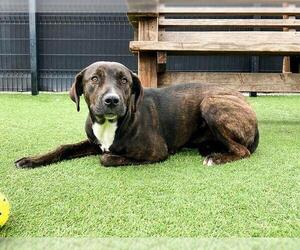 American Pit Bull Terrier Dogs for adoption in Orange, CA, USA