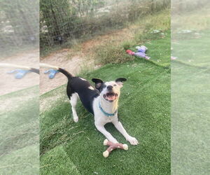 Pembroke Welsh Corgi Dogs for adoption in FRAMINGHAM, MA, USA