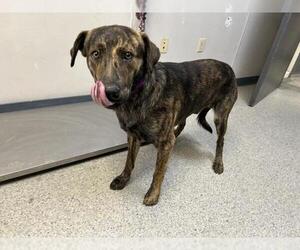 German Shepherd Dog-Unknown Mix Dogs for adoption in Visalia, CA, USA