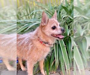 Chihuahua-Norfolk Terrier Mix Dogs for adoption in Maple Grove, MN, USA
