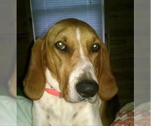 Treeing Walker Coonhound Dogs for adoption in Candler, NC, USA