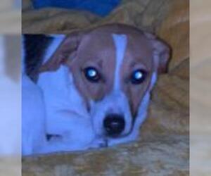 Jack Russell Terrier Dogs for adoption in Manchester, IA, USA