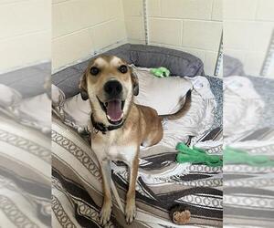 German Shepherd Dog-Unknown Mix Dogs for adoption in Brewster, MA, USA