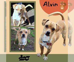 Chihuahua-Unknown Mix Dogs for adoption in Lindsay, CA, USA