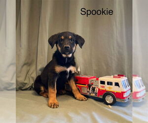 Rottweiler-Unknown Mix Dogs for adoption in HESPERIA, CA, USA