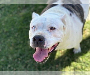 American Pit Bull Terrier Dogs for adoption in Tulsa, OK, USA