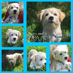 Maltese Dogs for adoption in DALLAS, TX, USA