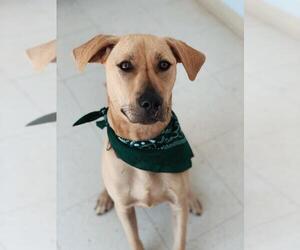 Labrador Retriever-Unknown Mix Dogs for adoption in Williston, VT, USA
