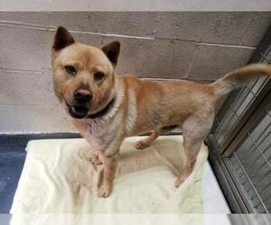 Chow Chow Dogs for adoption in Upland, CA, USA