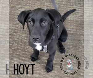 Labrador Retriever-Unknown Mix Dogs for adoption in Omaha, NE, USA