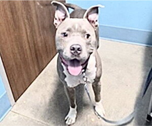 American Pit Bull Terrier-Unknown Mix Dogs for adoption in Houston, TX, USA