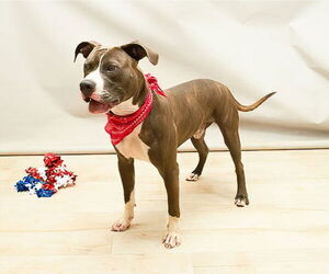 Mutt Dogs for adoption in Sanford, FL, USA