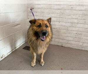 German Shepherd Dog Dogs for adoption in San Bernardino, CA, USA