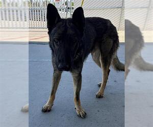 German Shepherd Dog Dogs for adoption in Bakersfield, CA, USA