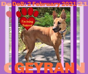 Black Mouth Cur-Unknown Mix Dogs for adoption in Sebec, ME, USA