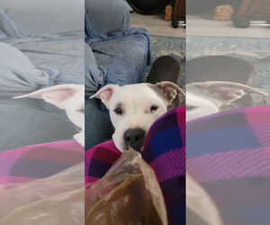 Bullboxer Pit Dogs for adoption in Chandler, AZ, USA