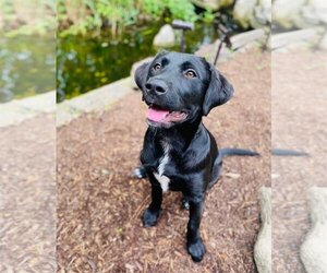 Labrador Retriever-Unknown Mix Dogs for adoption in Elgin, IL, USA